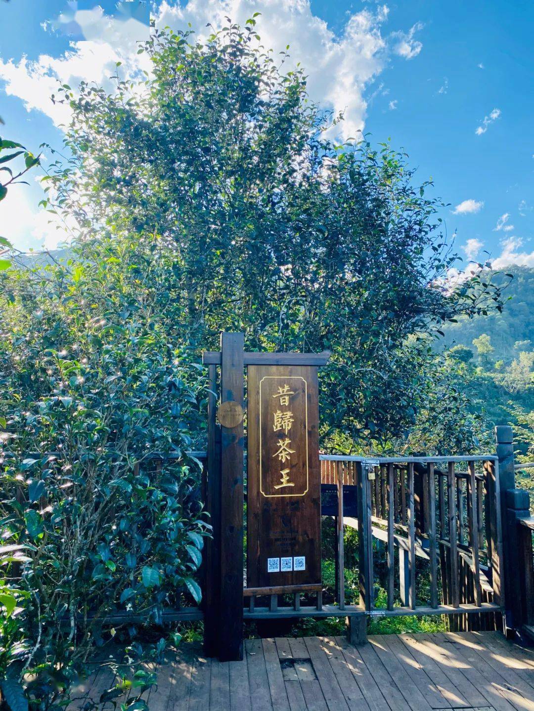 2024年昔歸古樹春茶品質(zhì)如何？