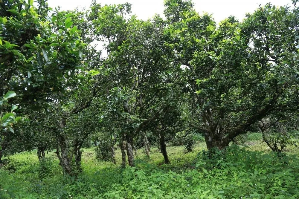 2024年昔歸古樹春茶價(jià)格是多少？