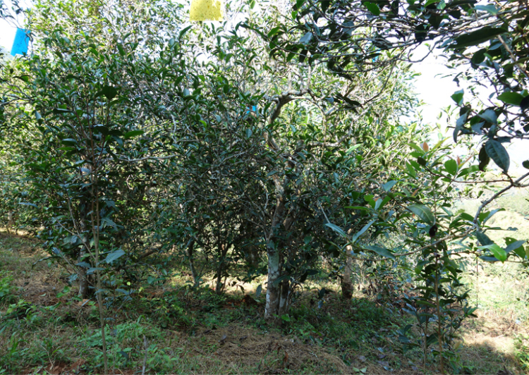 2024年昔歸古樹春茶多少錢一公斤？