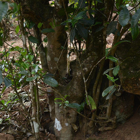 2024年磨烈古樹(shù)春茶口感怎么樣？