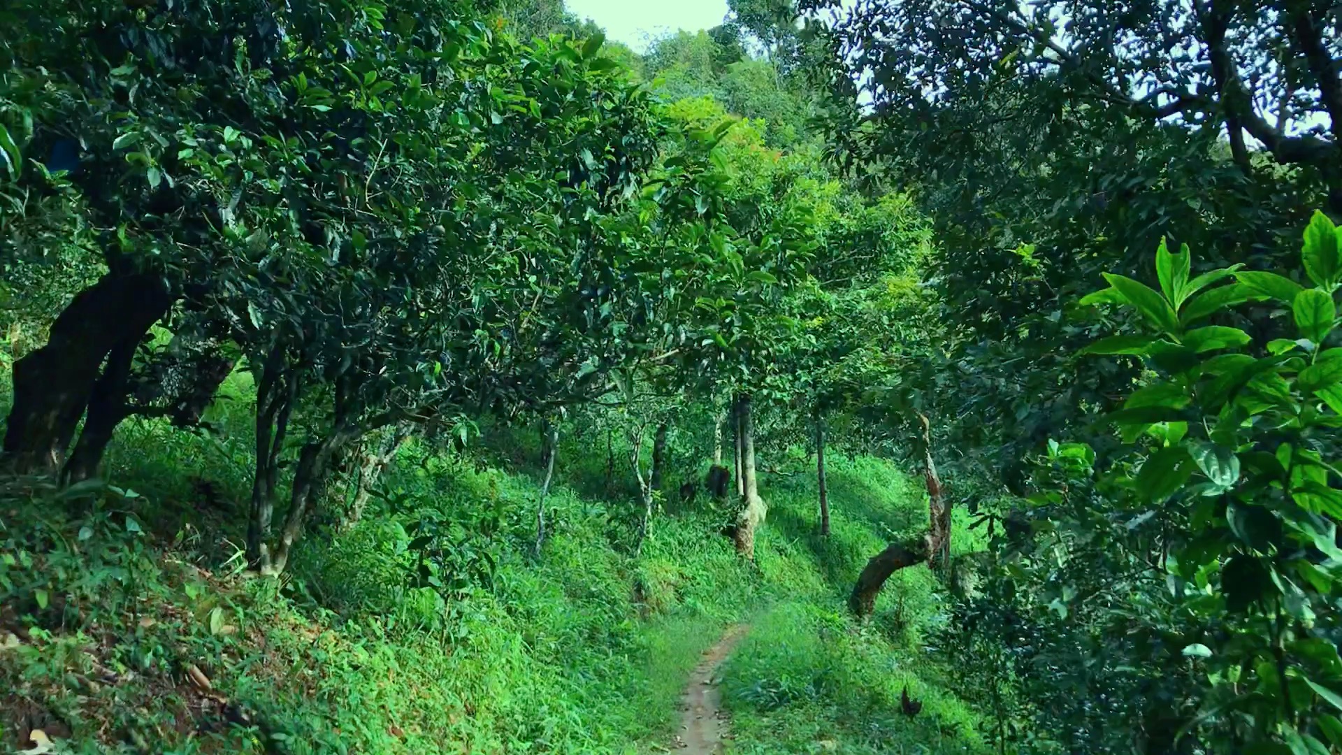 2024年磨烈古樹(shù)春茶品質(zhì)如何？