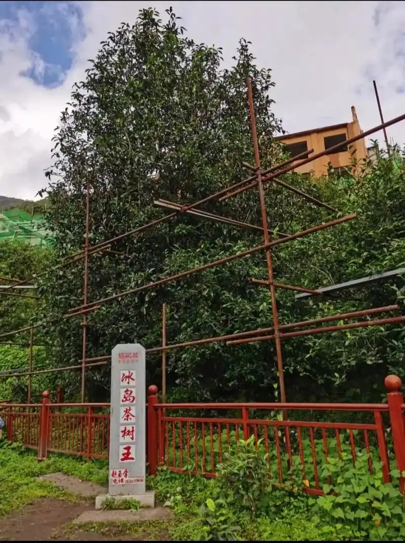 冰島老寨詳細(xì)介紹口感！