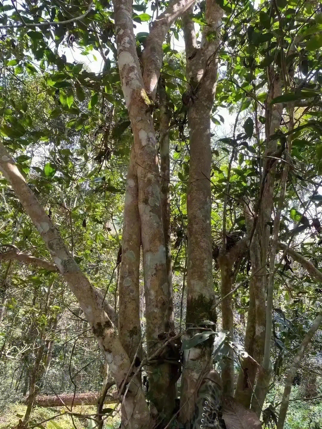 【薄荷塘】普洱茶為什么叫高桿茶？