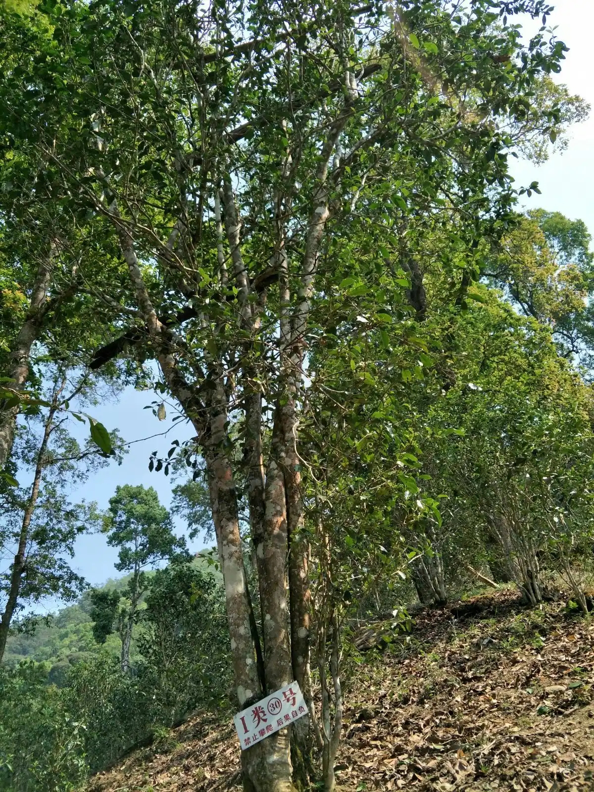 野境王者、普洱巔峰！薄荷塘成為普洱無冕之王的十大原因
