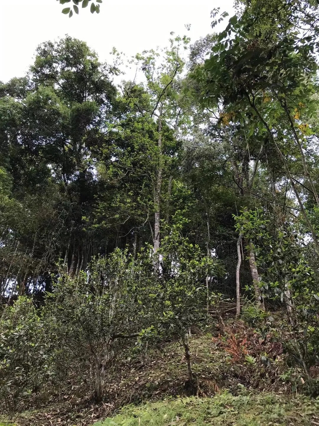 2025年易武古樹春茶口感如何？