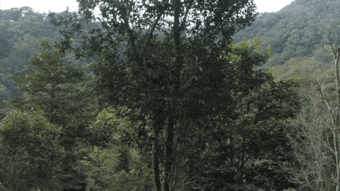 2025年易武古樹(shù)春茶價(jià)格是多少？