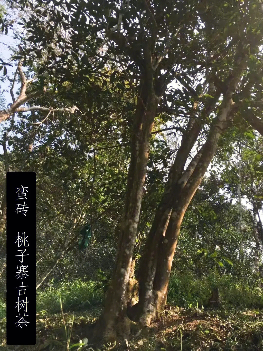 2025年蠻磚古樹春茶口感怎么樣？