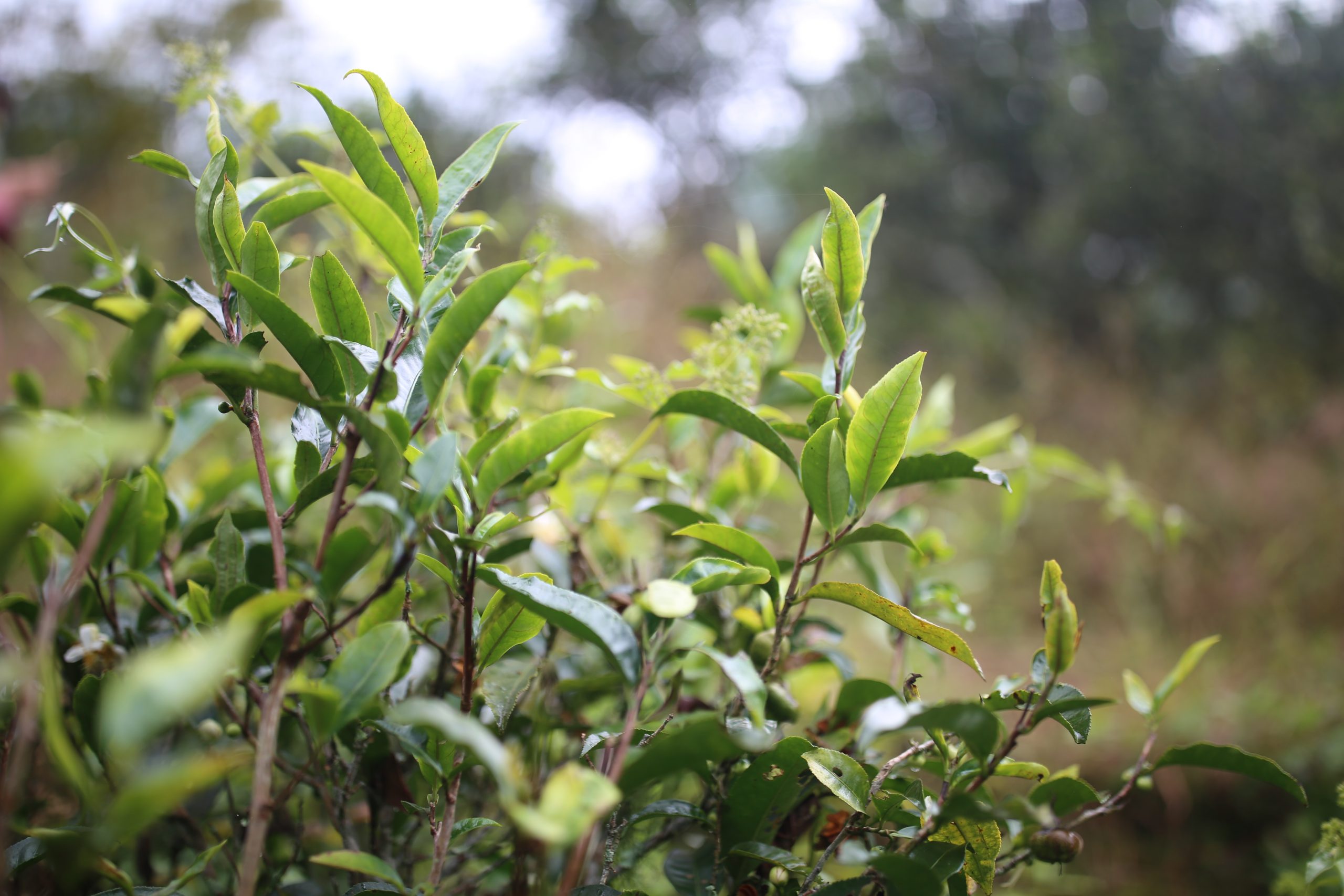 2025年蠻磚古樹春茶多少錢一公斤？