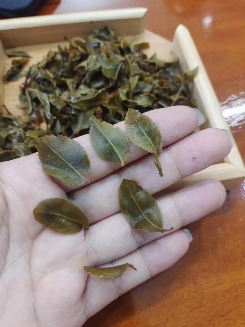 倚邦頭春茶，小葉種的春天