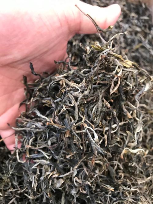 倚邦 | 兩朝貢茶，六山香魁