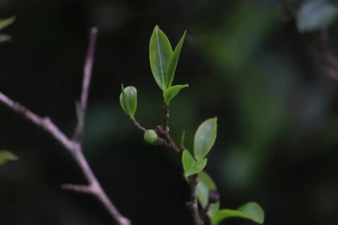 為什么說莽枝是古六山中性價比最高的?